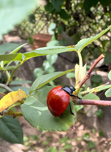 Aegithus rufipennis