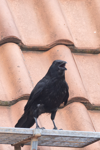 Carrion Crow