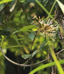 Anodendron benthamianum