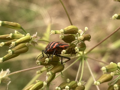 Continental Striped Shield Bug