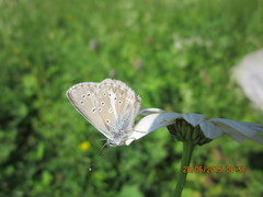 Aricia nicias