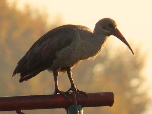 iNaturalist image