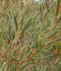 Hakea nodosa