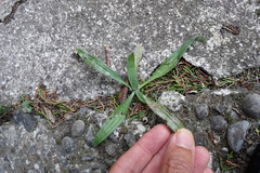 Phytomyza plantaginis