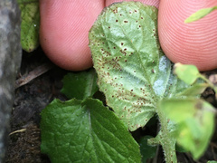 Puccinia lapsanae