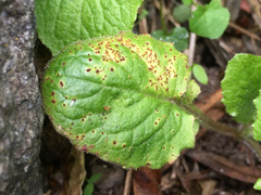 Puccinia lapsanae