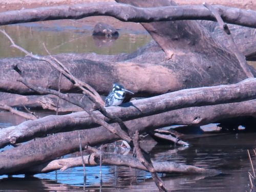 iNaturalist: (c) pam_ellenberger_kleiman, some rights reserved (CC BY-NC) iNaturalist image
