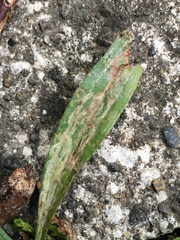 Phytomyza plantaginis