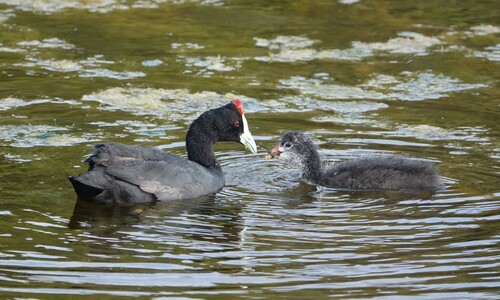 iNaturalist image