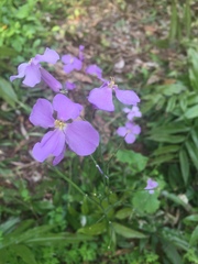 Orychophragmus violaceus