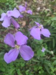 Orychophragmus violaceus