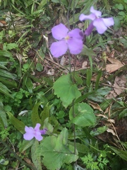 Orychophragmus violaceus