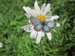 Aricia nicias