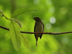 Chiroxiphia linearis