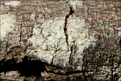Pertusaria pertractata