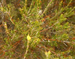 Phyllota remota