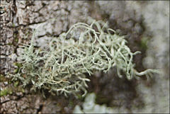 Usnea inermis