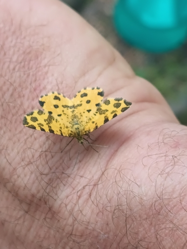 Speckled Yellow