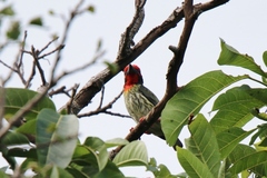 Psilopogon haemacephalus roseus