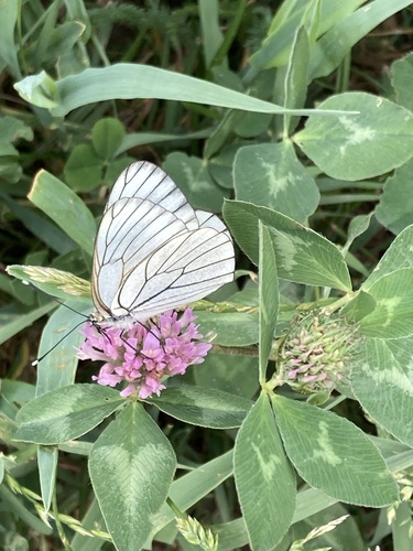 Black-veined White