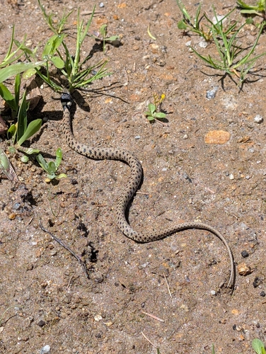 Natrix astreptophora astreptophora