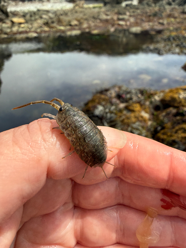 Common Sea Slater