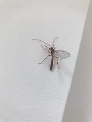 Ichneumonidae