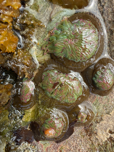 snakelocks anemone