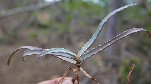 Aloe anivoranoensis image