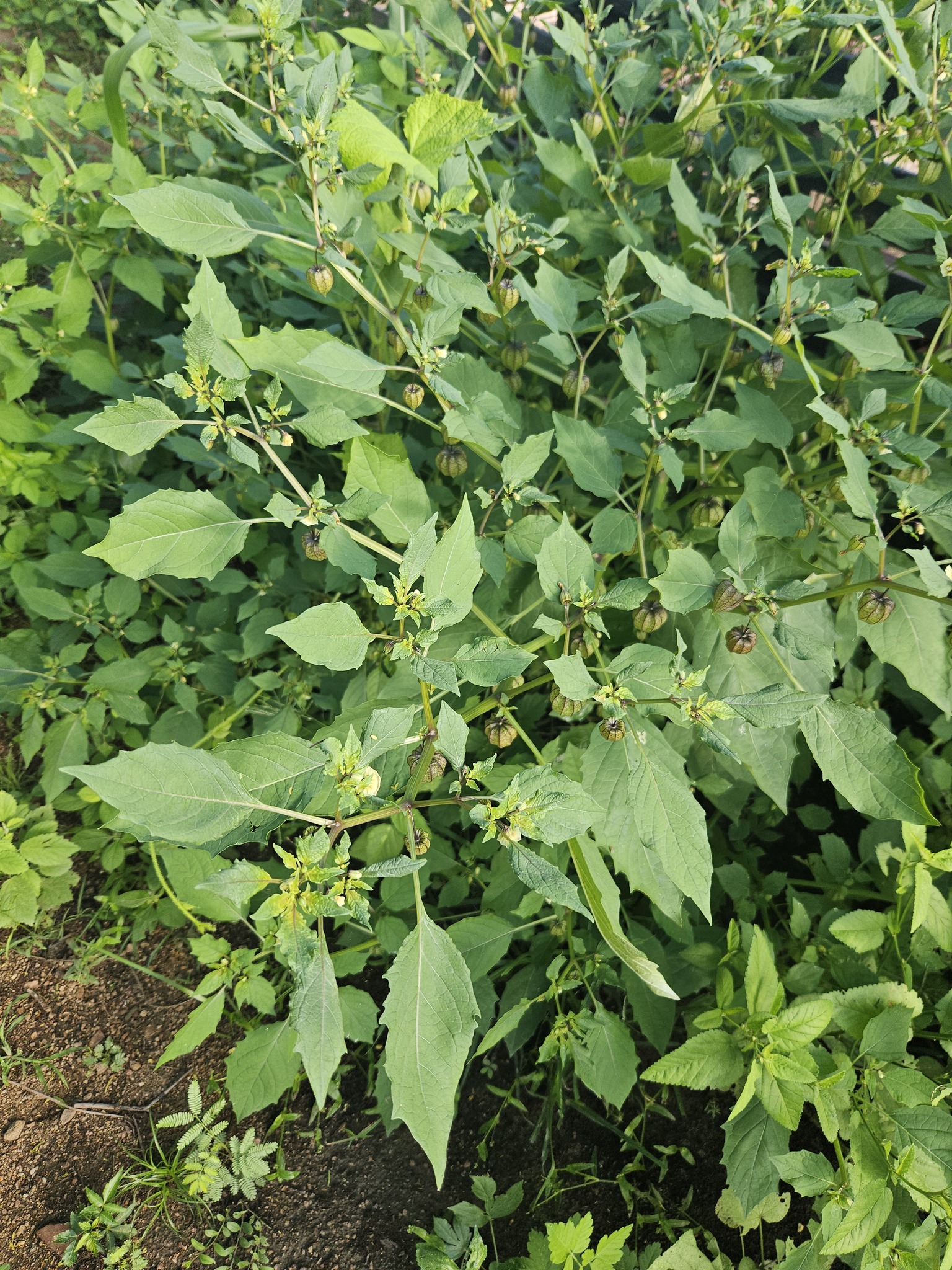 Physalis angulata