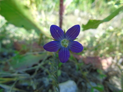 Campanula ramosissima