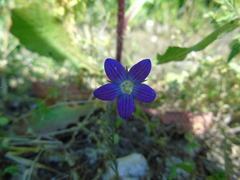 Campanula ramosissima