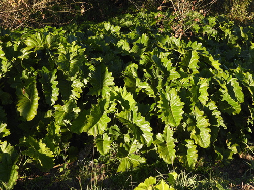 Thaumatophyllum undulatum