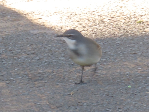 iNaturalist image