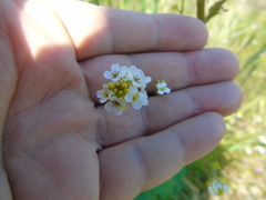 Crambe hispanica