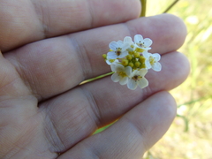 Crambe hispanica