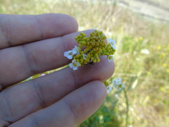 Crambe hispanica
