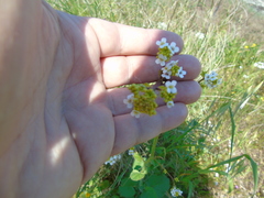 Crambe hispanica