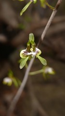Eulophia calcarata