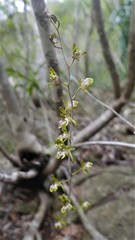 Eulophia calcarata