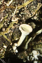 Cladonia humilis