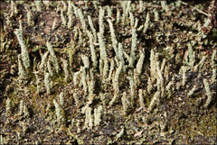 Cladonia rigida