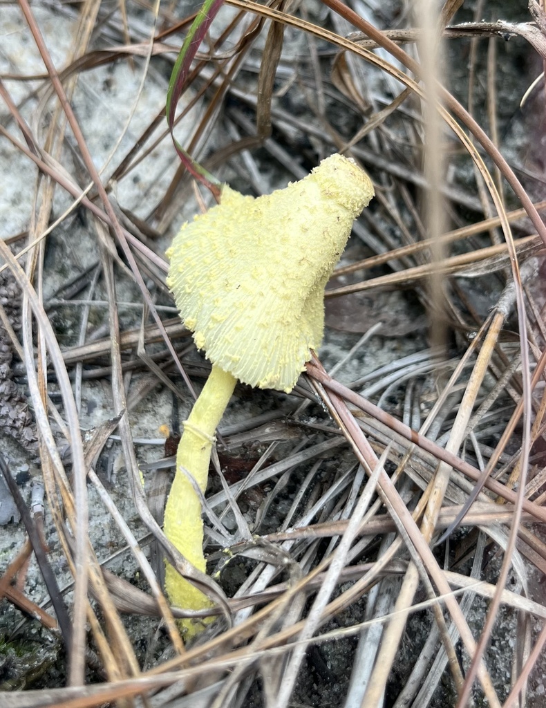 flowerpot parasol · May 2026 · photo: Photo: (c) Megan Herrmann, some rights reserved (CC BY) · iNaturalist
