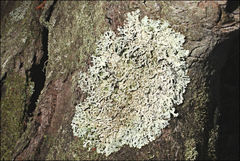 Hypogymnia subphysodes