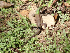 Ameiva atrigularis