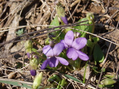 Viola ambigua