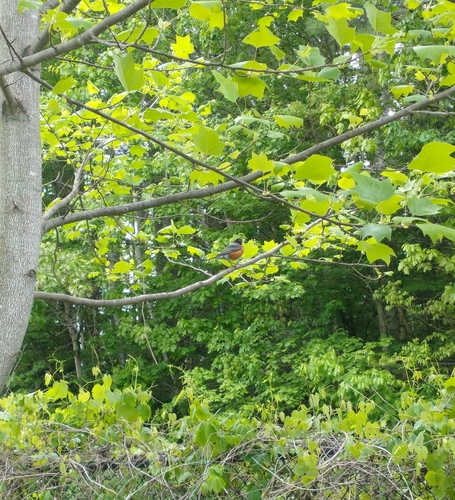 American Robin