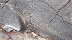 Phyllodactylus