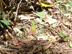 Ameiva atrigularis