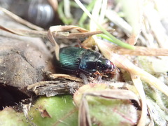 Harpalus